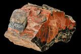 Wide, Polished Petrified Wood (Araucarioxylon) Section - Arizona #147870-2